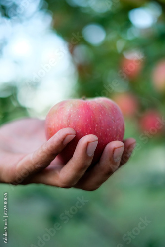 red apple in the hand