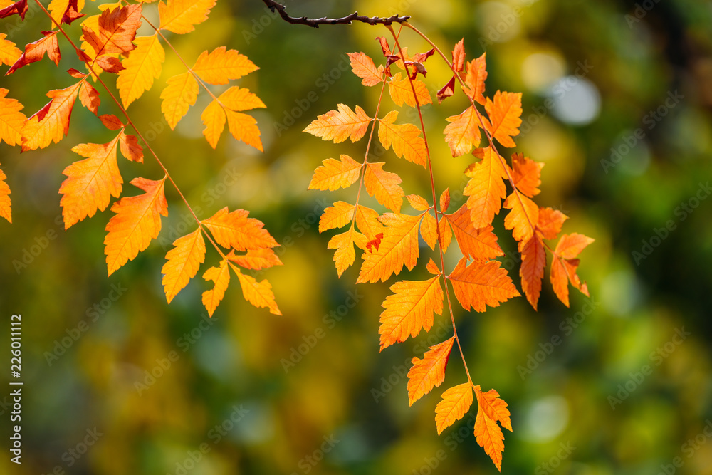 Yellow And Orange Autumn Tree Leaves In Fall Season Yellow And Orange Autumn Tree Leaves In Fall Season
