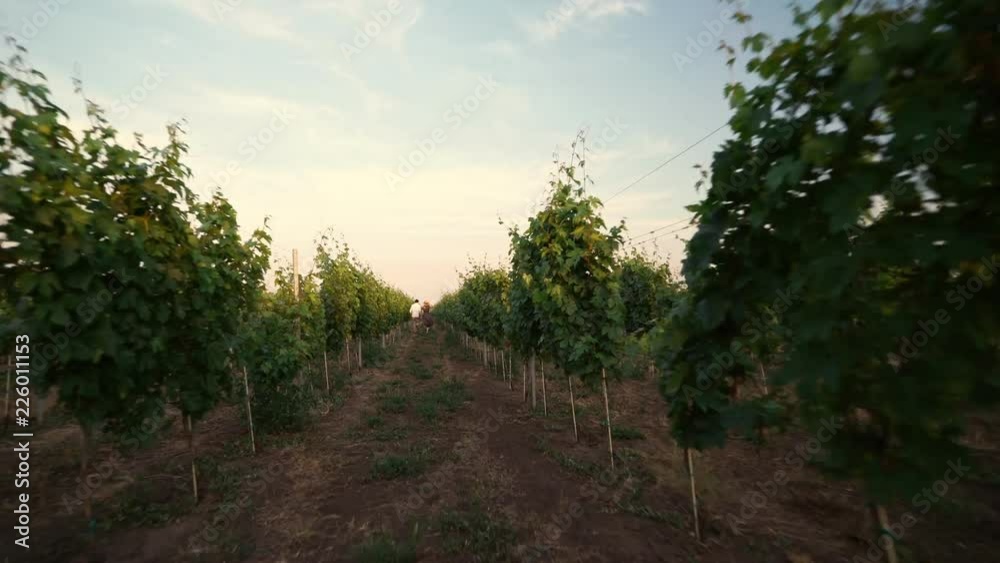 Young happy loving couple running outdoors in the vineyard Young happy loving couple running outdoors in the vineyard