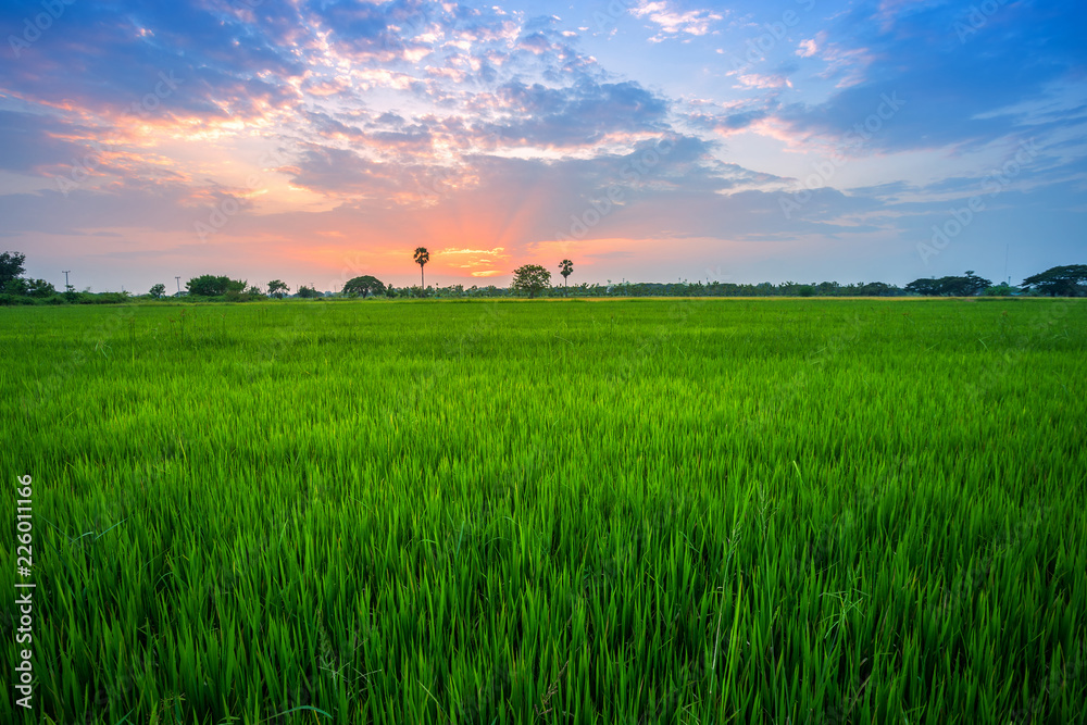 Beautiful green cornfield with sunset sky background. Beautiful green cornfield with sunset sky background.