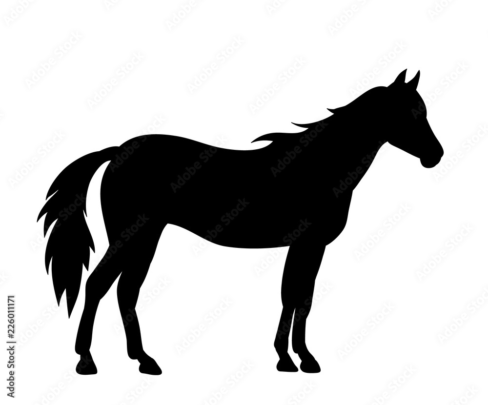 horse silhouette, on white background horse silhouette, on white background