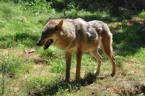 Wolf
