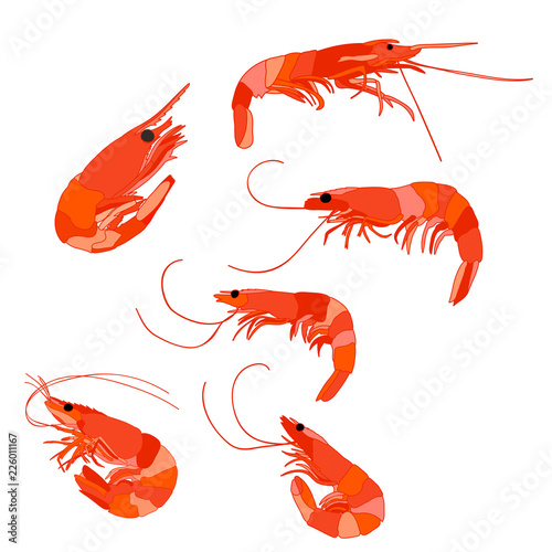 prawn boiled, set
