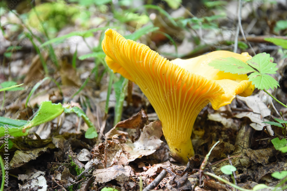 Chanterelle mushroom in the forest. CANTHARELLUS CIBARIUS between fallen leaves in woodland. Natural organic food in backyard Chanterelle mushroom in the forest. CANTHARELLUS CIBARIUS between fallen leaves in woodland. Natural organic food in backyard