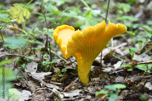 Chanterelle mushroom in the forest. CANTHARELLUS CIBARIUS between fallen leaves in woodland. Natural organic food in backyard 