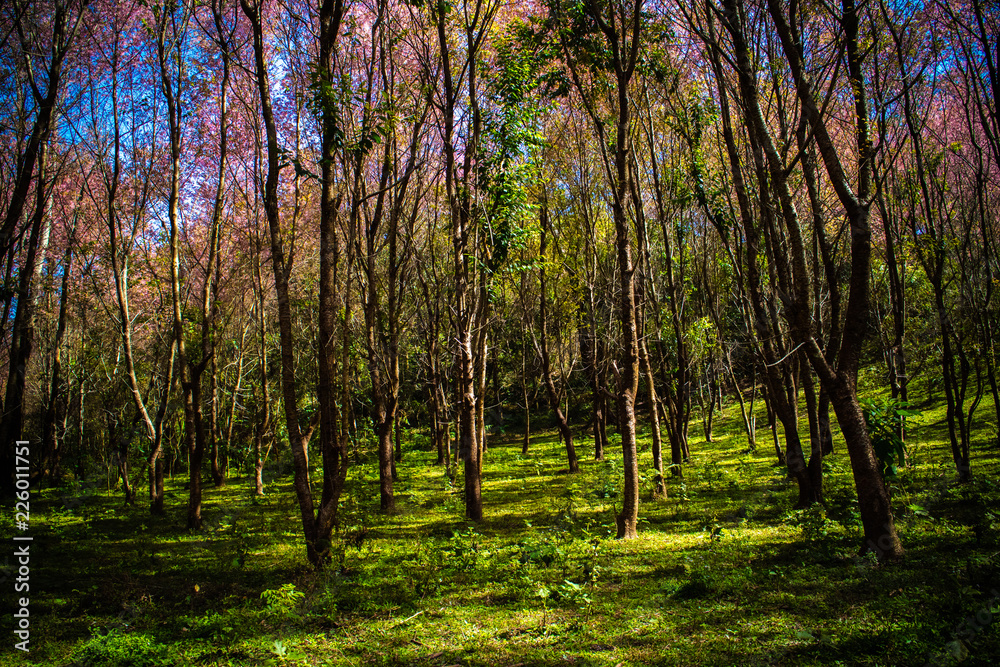 Naklejka premium Beautiful Wild Himalayan Cherry (Prunus cerasoides, Sakura) forest