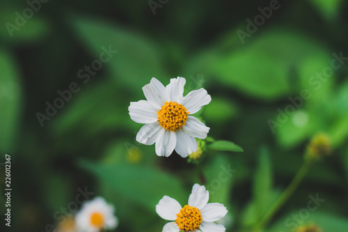 white flower in the garden © ruckyletsrock