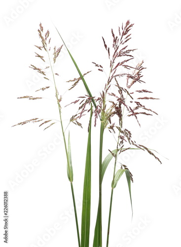 Cane, reed seeds and grass isolated on white background, clipping path