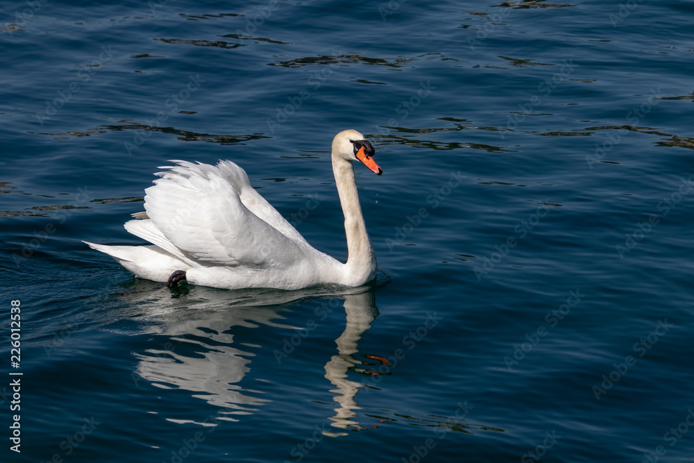 Obraz premium beautiful white swan swimming calmy in lake lucerne switzerland 