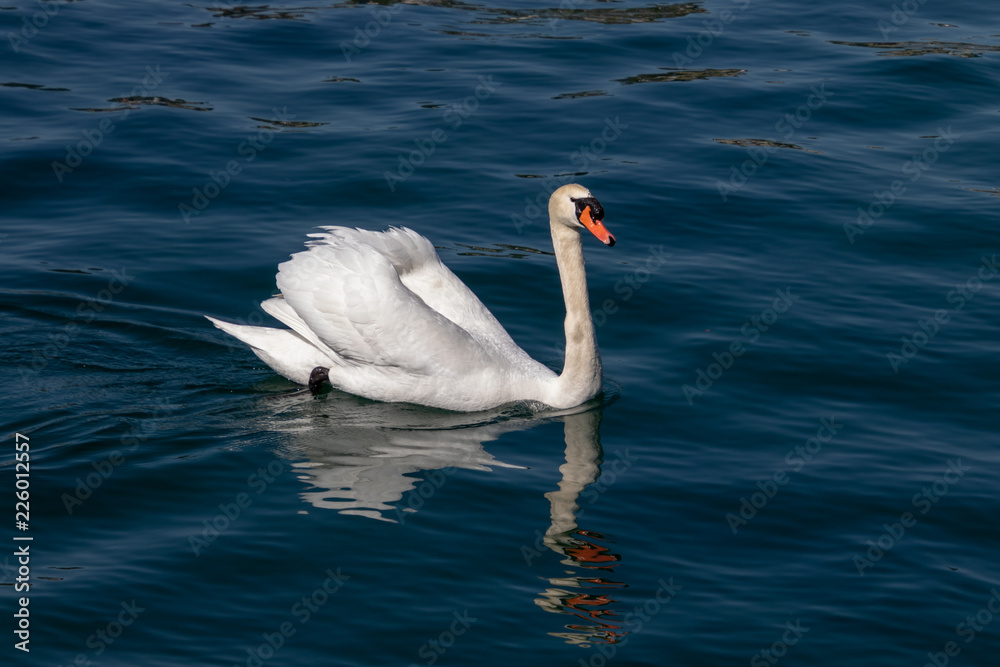 Naklejka premium beautiful white swan swimming calmy in lake lucerne switzerland 