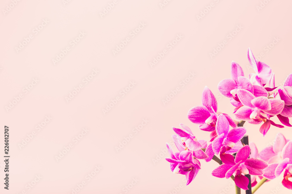 Greeting card concept design with Pink Phalaenopsis or Moth dendrobium Orchid flowers. Floral background with copy space for text. Selective focus