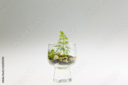 Terrarium plant arrangement in a drinking glass