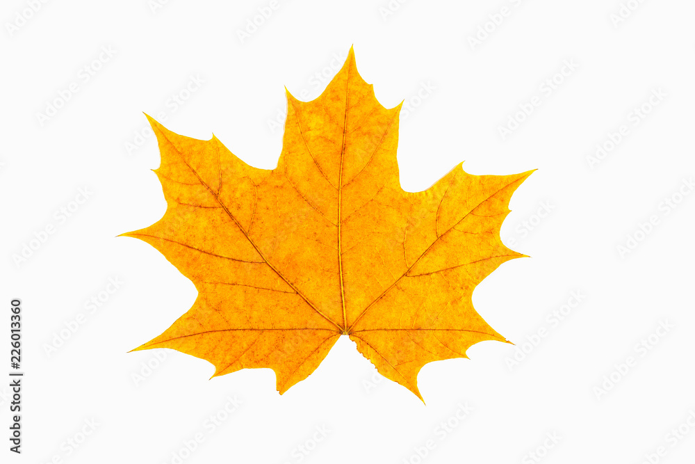 Red and yellow maple leaf as an autumn symbol as a seasonal themed concept as an icon of the fall weather on an isolated white background. Red and yellow maple leaf as an autumn symbol as a seasonal themed concept as an icon of the fall weather on an isolated white background.