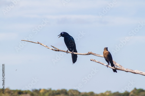 Great-tailed Grackle (male at left, female at right),  Quiscalus mexicanus, near Coba, Mexico