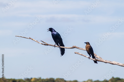 Great-tailed Grackle (male at left, female at right),  Quiscalus mexicanus, near Coba, Mexico