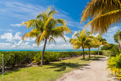 Palms at a coast of Caye Caulker island  Belize