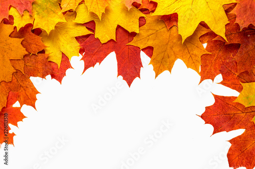 Autumn background. Isolated maple leaves.