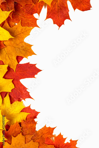 Autumn background. Isolated maple leaves.