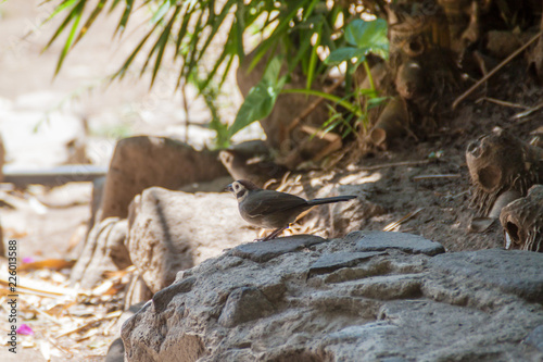 Prevost's ground sparrow (Melozone biarcuata) near Atitlan lake, Guatemala photo