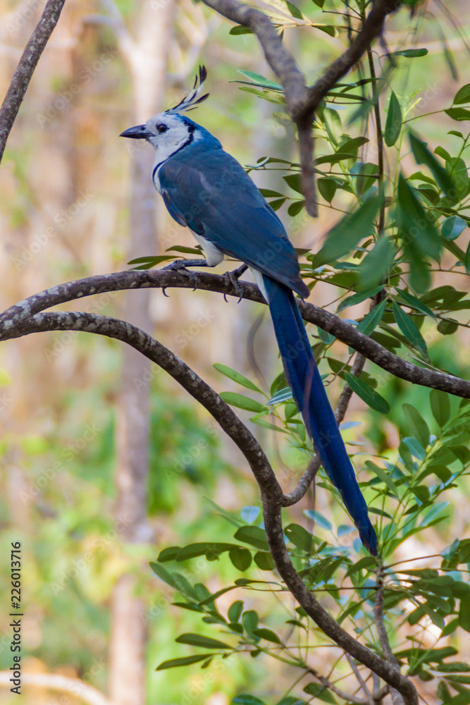 Fototapeta premium White-throated magpie-jay (Calocitta formosa) on Ometepe island, Nicaragua