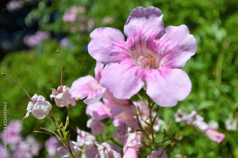 Fleurs Fleurs