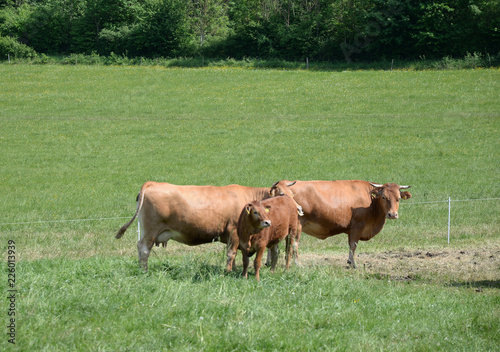 Kühe im Kochertal © Fotolyse