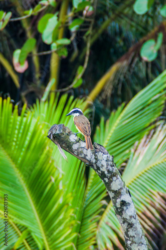 Great kiskadee (Pitangus sulphuratus)  in Tortuguero National Park, Costa Rica