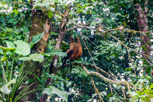 Geoffroy's spider monkey (Ateles geoffroyi) in Tortuguero National Park, Costa Rica