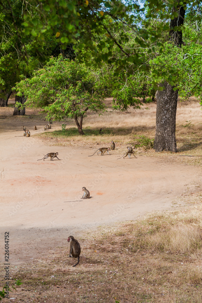 Macaques at the ancient city Polonnaruwa, Sri Lanka Macaques at the ancient city Polonnaruwa, Sri Lanka