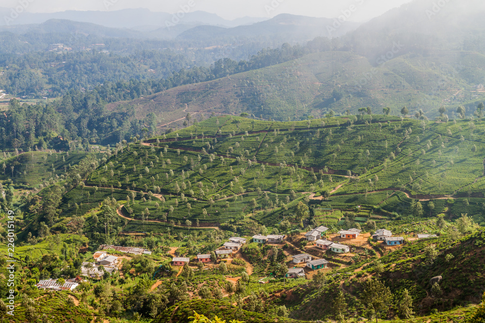 Landscape of tea gardens near Haputale, Sri Lanka