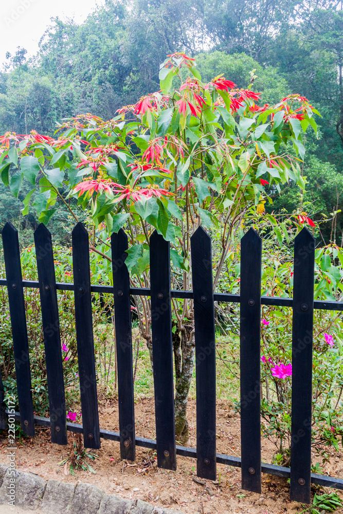 Poinsettia plant bush at the grounds of Adisham Monastery near Haputale, Sri Lanka