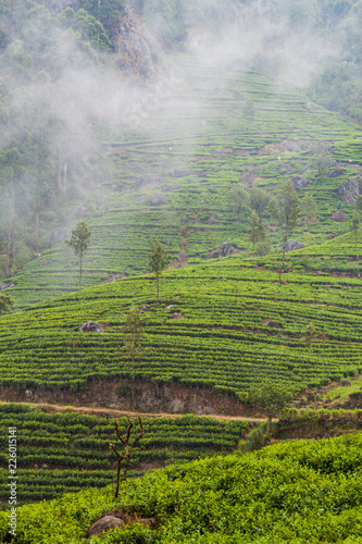 Tea gardens in mountains near Haputale, Sri Lanka