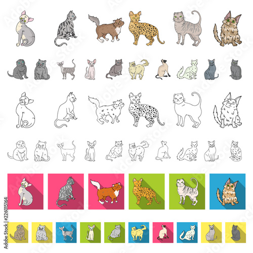 Breeds of cats cartoon icons in set collection for design. Pet cat vector symbol stock web illustration.