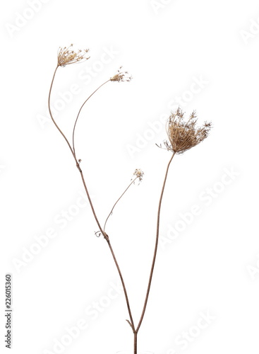 Fototapeta Naklejka Na Ścianę i Meble -  dry field flower with seeds isolated on white, clipping path