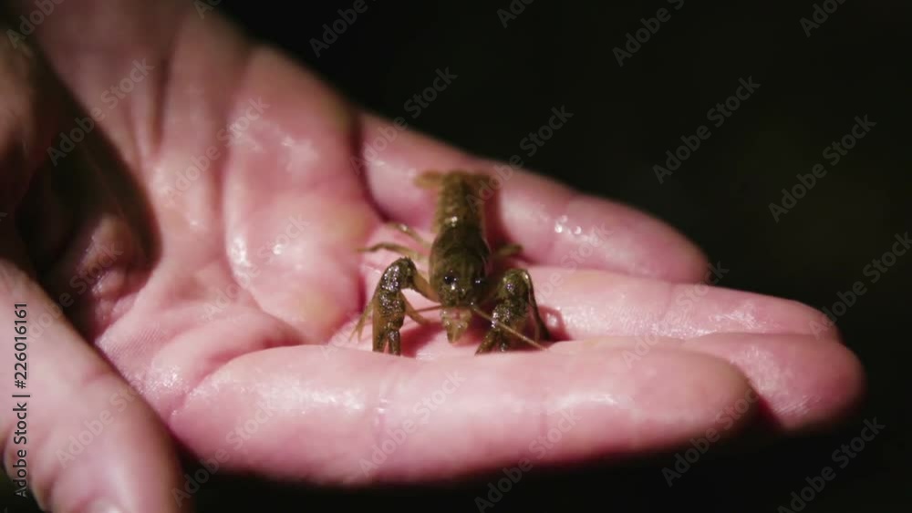 Close up on stone crayfish on a hand Close up on stone crayfish on a hand