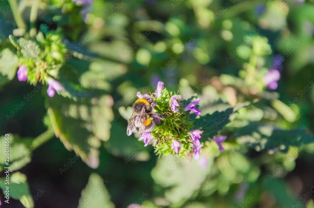 Bee on a blue flower and on a blurred background Bee on a blue flower and on a blurred background