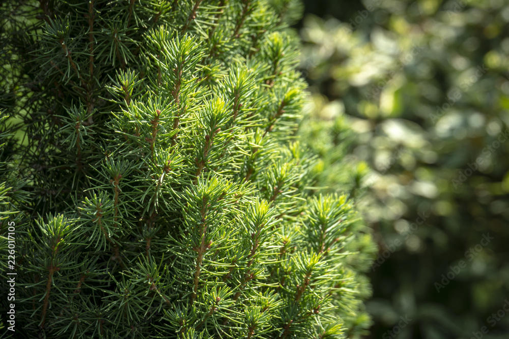 The bright green short needles of the Canadian spruce Picea glauca Conica on the left and the blurred background of the garden on the right. Nature concept for design The bright green short needles of the Canadian spruce Picea glauca Conica on the left and the blurred background of the garden on the right. Nature concept for design