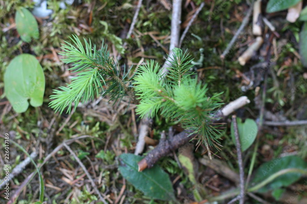 Fototapeta premium spruce sprout