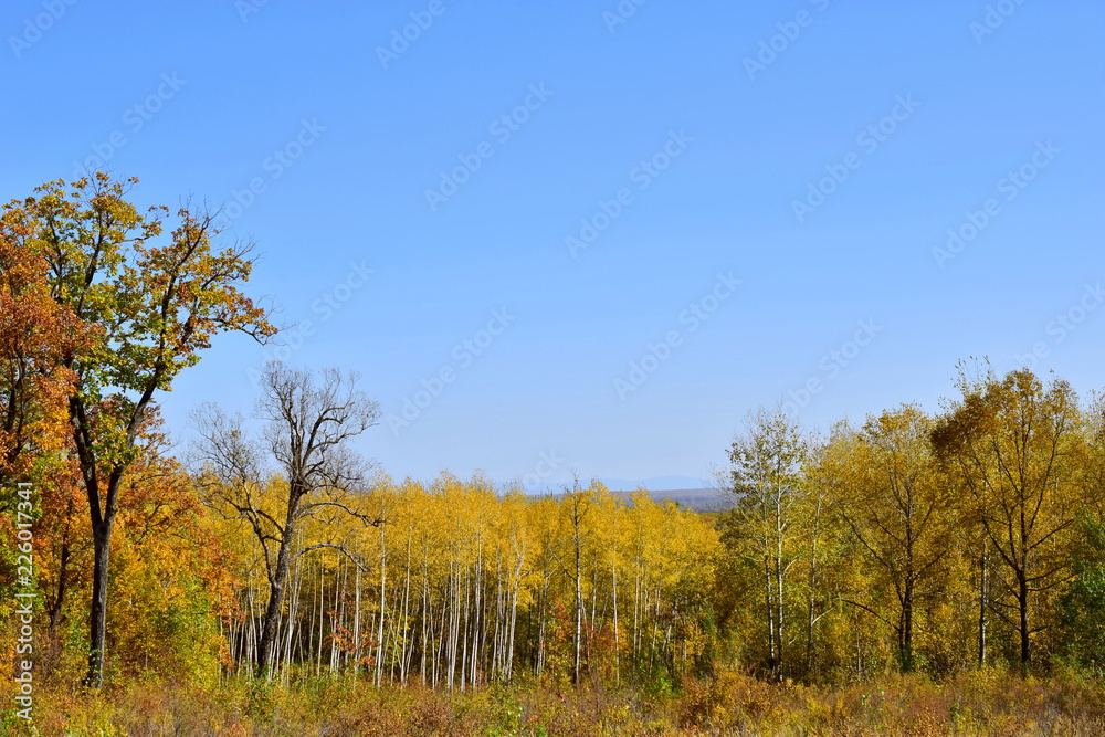 Autumn yellow forest. Yellow-green foliage of trees, as well as a red shade of leaves, blue sky. October forest landscape.