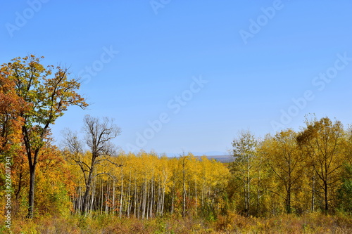 Autumn yellow forest. Yellow-green foliage of trees, as well as a red shade of leaves, blue sky. October forest landscape.