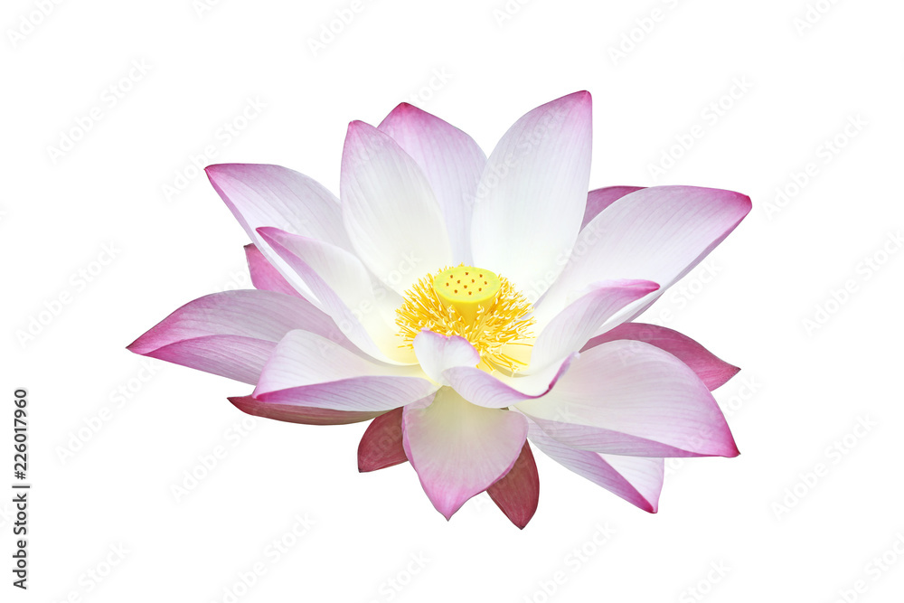 Pink water lily flower (lotus) isolated on white background
