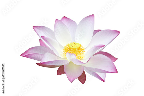 Pink water lily flower  lotus  isolated on white background