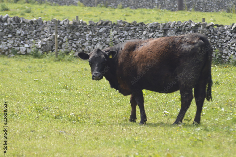 Buffalo in field Buffalo in field