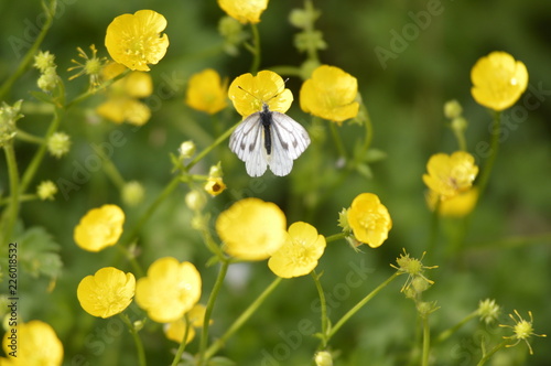 Buttercups and butterfly