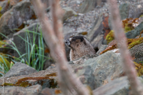 Säugetier in Alaska