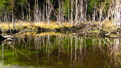 Tierra del Fuego Natur