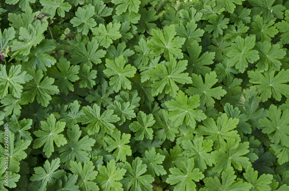 Background of natural green geranium field in summer garden, Sofia, Bulgaria Background of natural green geranium field in summer garden, Sofia, Bulgaria