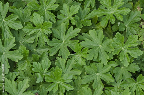 Fototapeta Naklejka Na Ścianę i Meble -  Background of natural green geranium field in summer garden, Sofia, Bulgaria  
