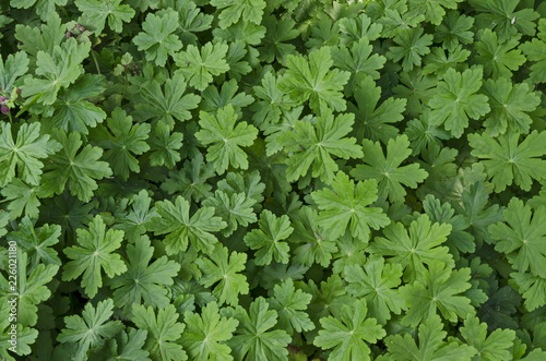 Fototapeta Naklejka Na Ścianę i Meble -  Background of natural green geranium field in summer garden, Sofia, Bulgaria  