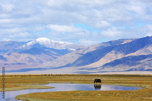 Fototapeta Naklejka Na Ścianę i Meble -  Reflection of grazing yak on lake after beautiful mountain with blue sky and clouds of Western Mongolia. Natural background